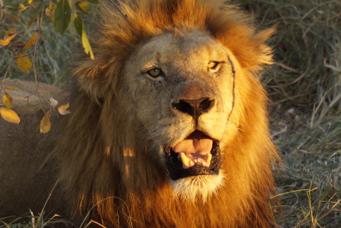 leone-1366x911-218655