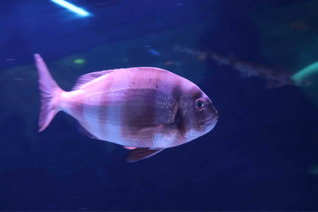 Genova-La-Bussola-on-the-Road-4