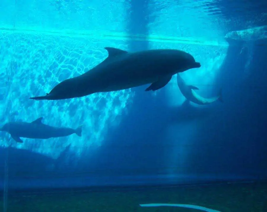 biglietti-ingresso-acquario-di-genova-labussola